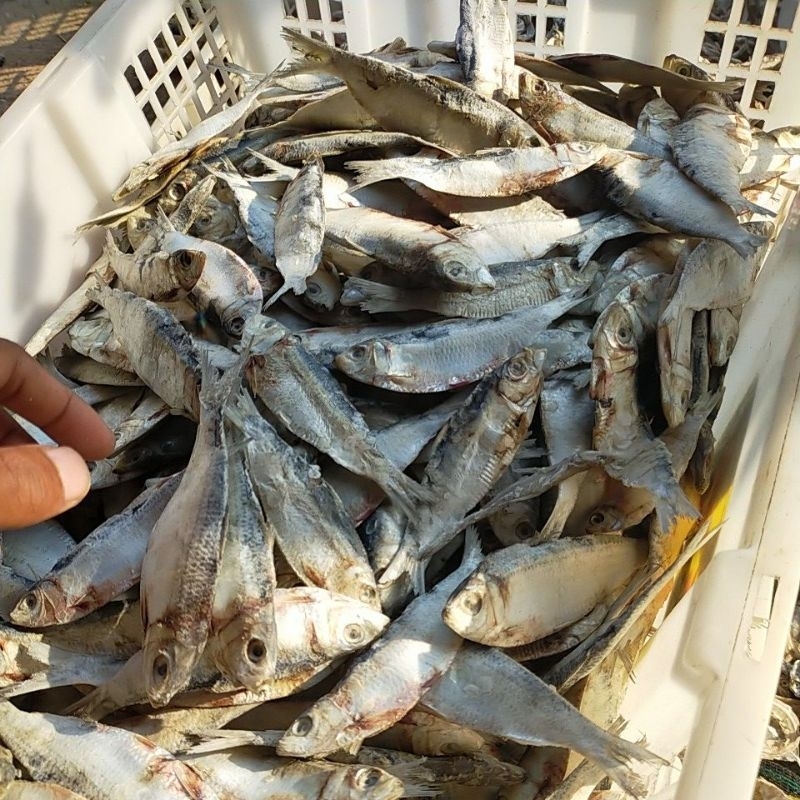 

Ikan Asin Sipil Juwi kering murah / ikan asinan Hasil Laut