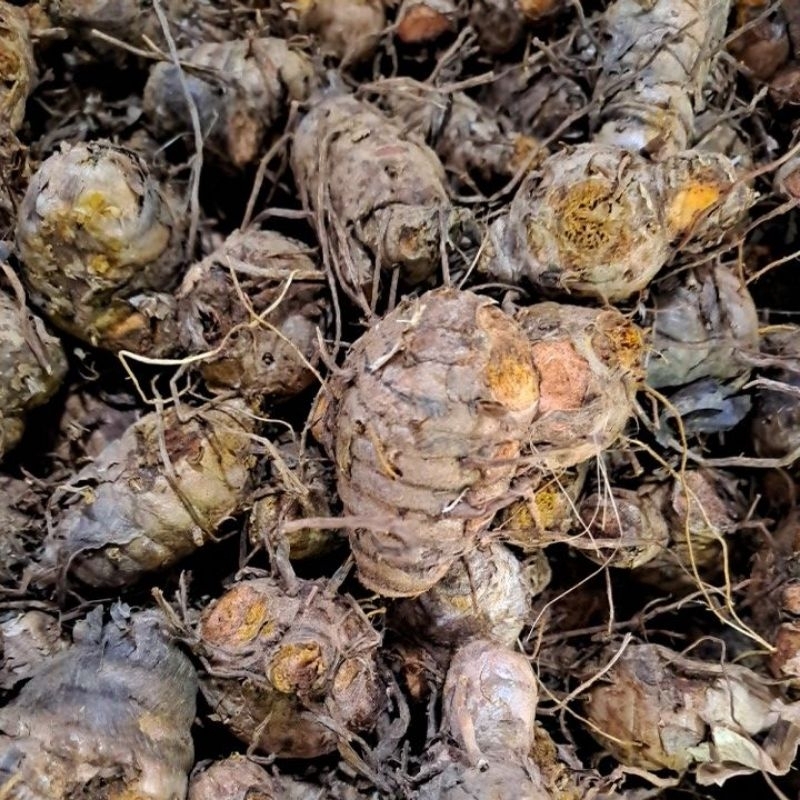 

Kepala Kunyit Koneng Khusus Bandung