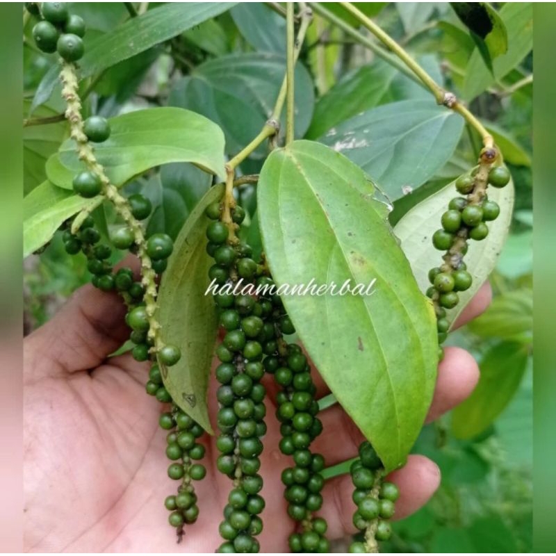 

lada hijau fresh 250 gram