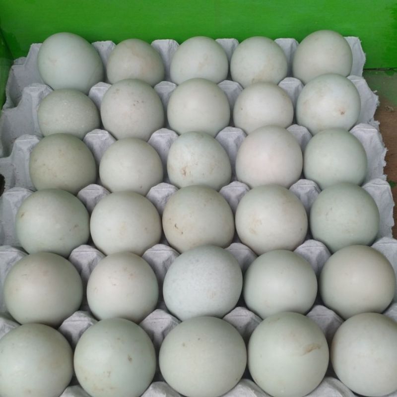 

TELUR BEBEK MENTAH ASLI