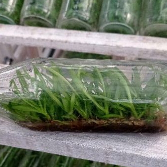 botol dendro melintir