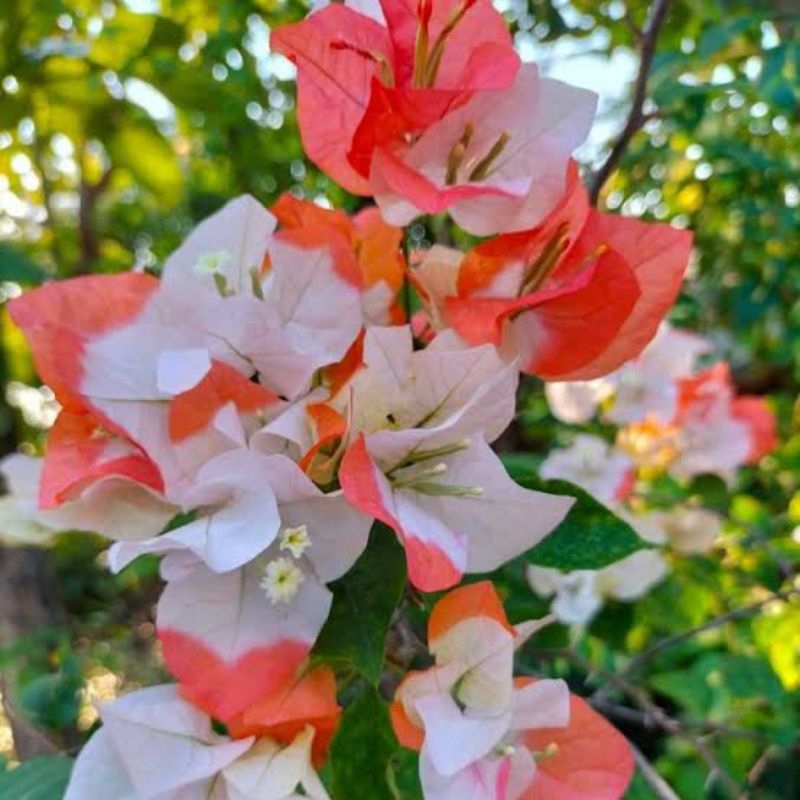 Bougenville maharani