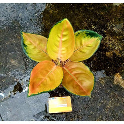 Tanaman Hias Aglonema Sultan  Brunei/tanaman hias aglonema cantik/tanaman hias murah meriah/aglonema