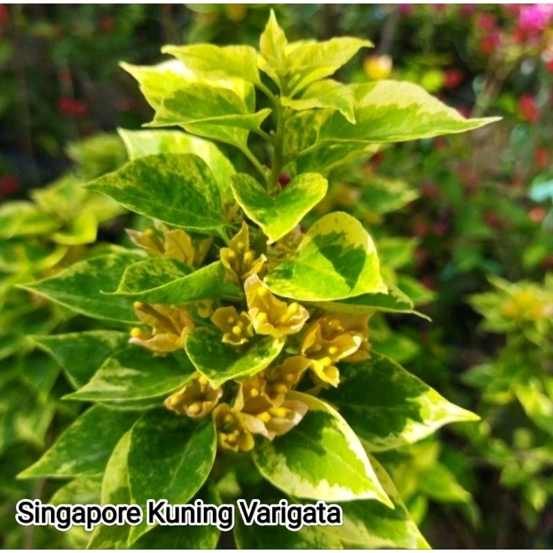 Bougenville Singapore Kuning Varigata Ori (Bibit)