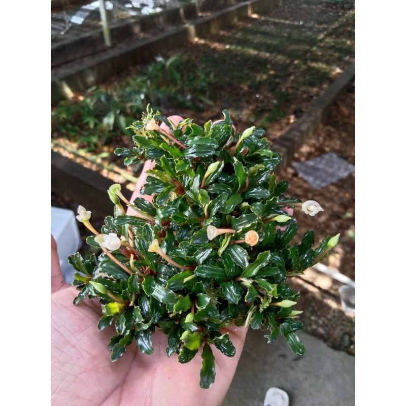 bucephalandra silver grey ( 1 kg)