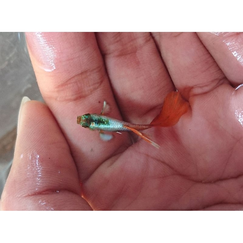 ikan guppy platinum red tail / prt