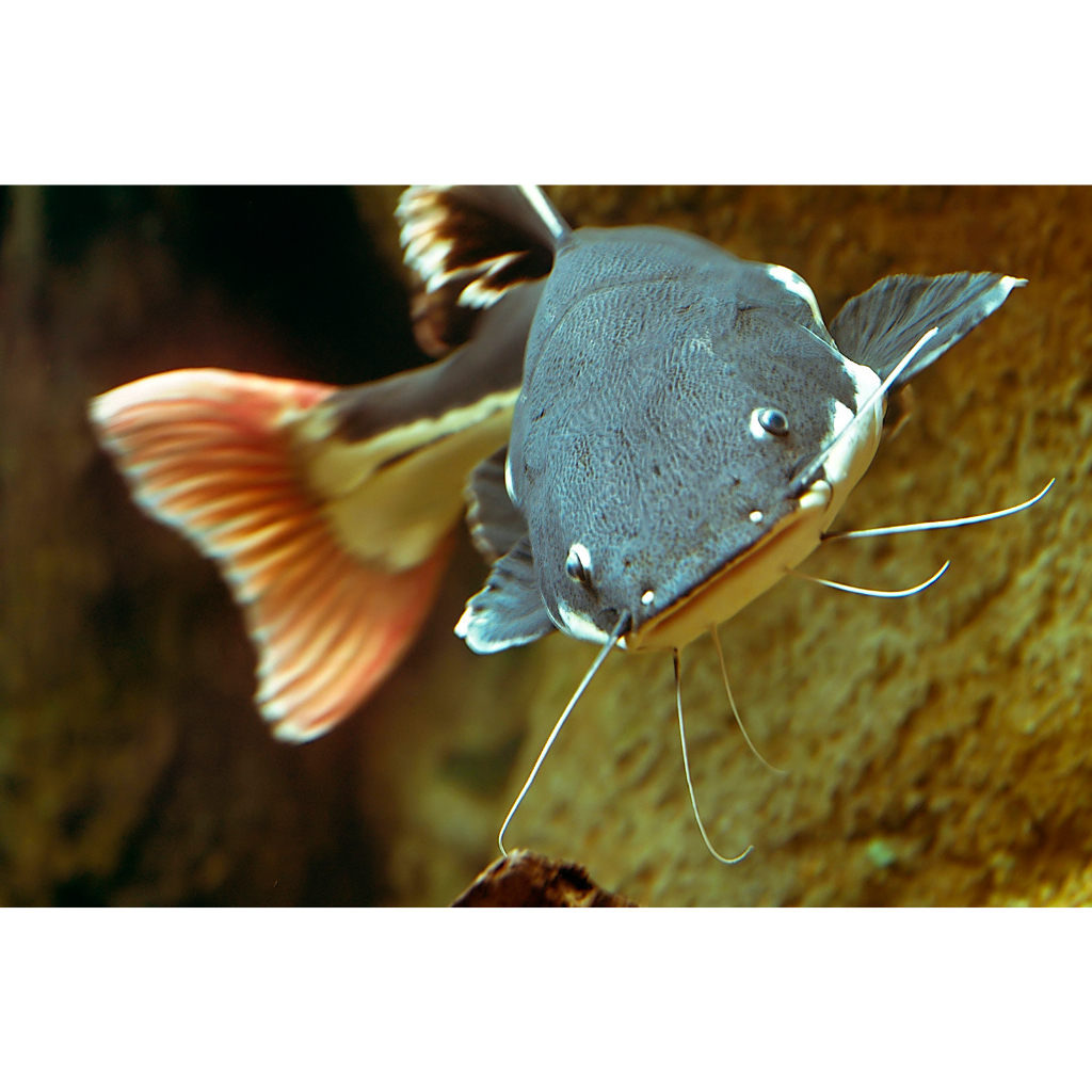 Red Tail Catfish (RTC) Ikan Hias Predator Hiasan Aquarium Aquascape