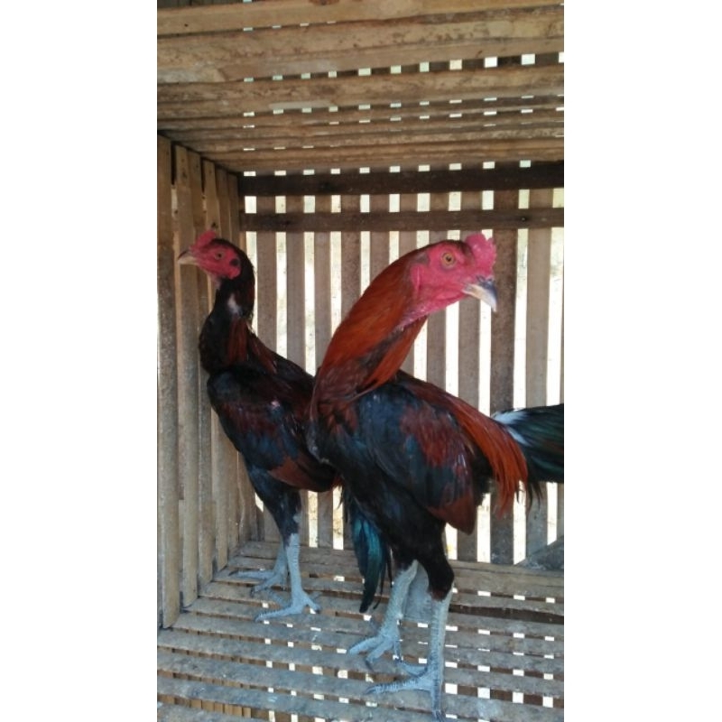 Materi Kandang Jawara Ayam Jantan Muda Trah Pama Ninja BL