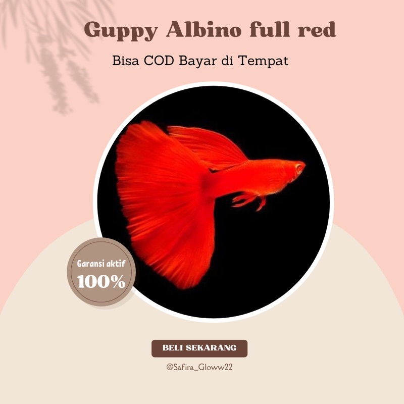 

Guppy albino full Red ( AFR ) ~ Hiasan Aquarium