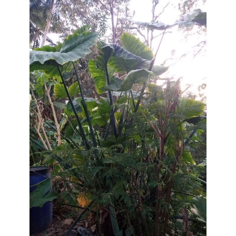

SURINAMA ASLI KOKAP