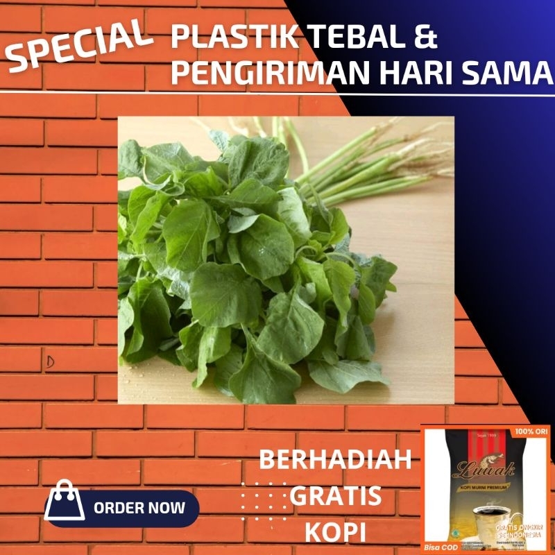 

bayam 5 ikat fresh sayur bayem