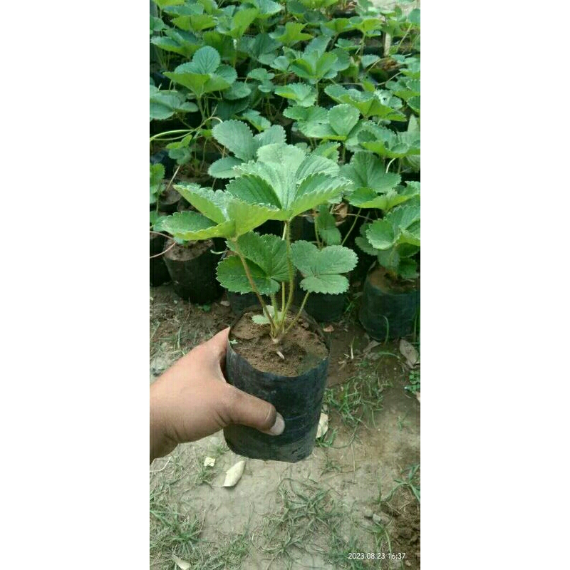 Bibit strawberry California-Tanaman Buah strawberry california-Dewasa