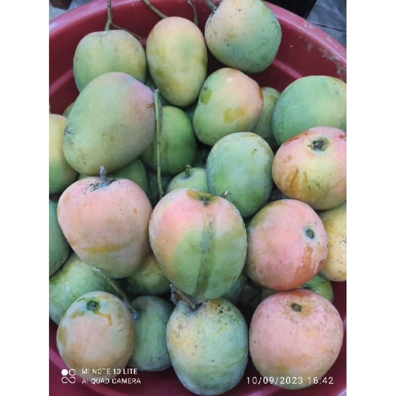 

MANGGA GINCU SUPER KHAS INDRAMAYU