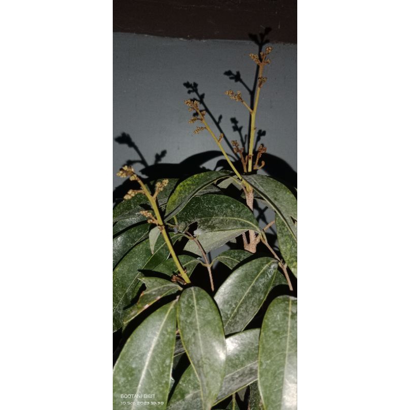 Pohon Leci merah berbunga