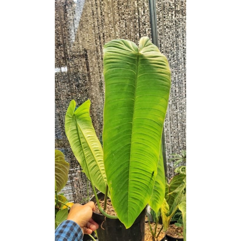 Philodendron Sharoniae