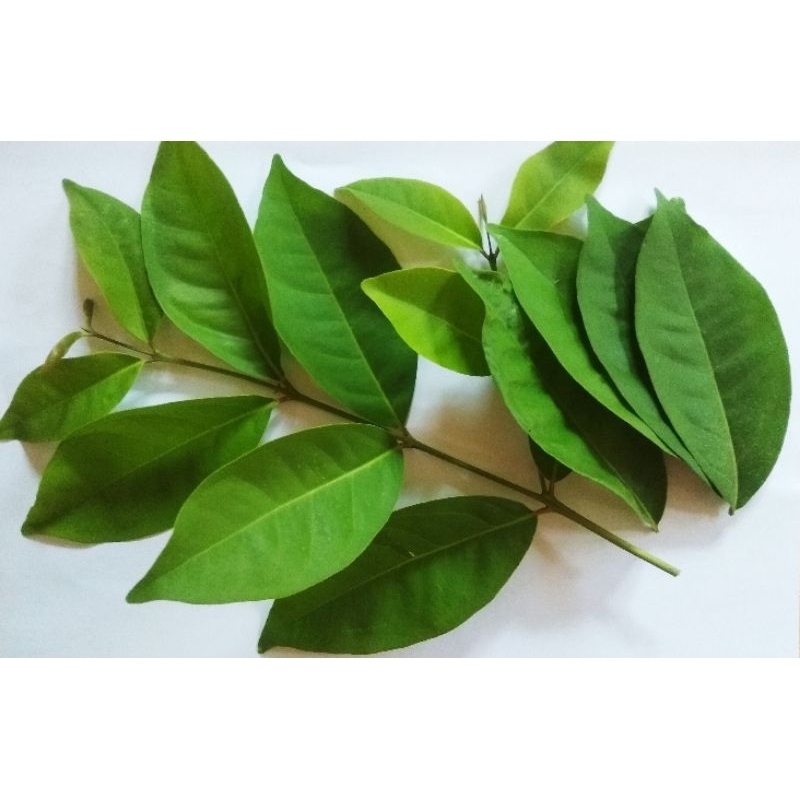 

DAUN SALAM SEGAR 10 lbr