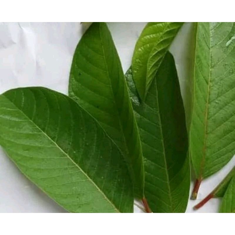Daun Jambu Klutuk 50 Lembar / JambuBiji Herbal Fresh
