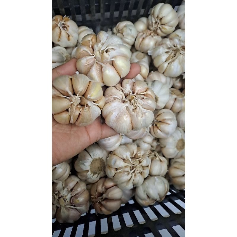 

bawang putih 500gr