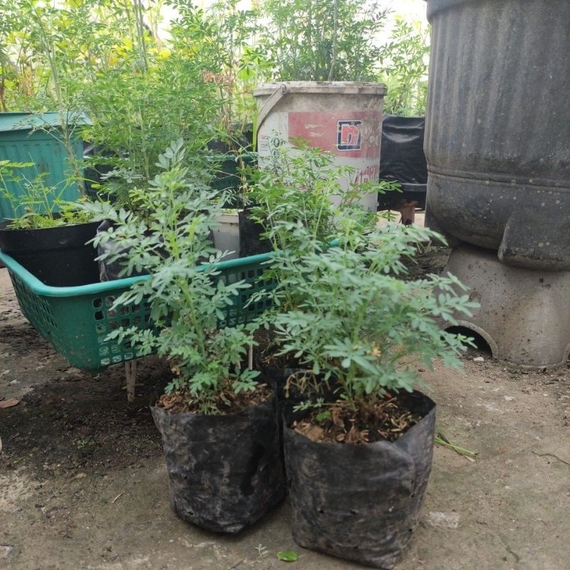 bibit daun inggu / chau chau