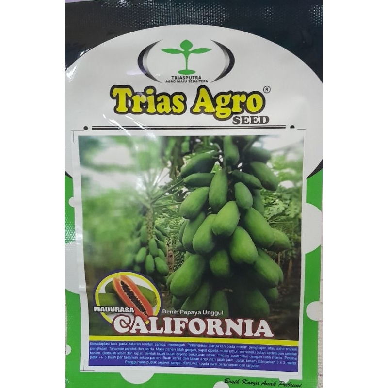 TERBAIK DAYA TUMBUH Benih pepaya california madurasa 1 gr +- 60 biji