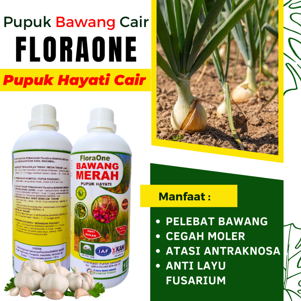 Pupuk Booster Daun Bawang, Fungisida Untuk Embun Tepung Bawang Merah