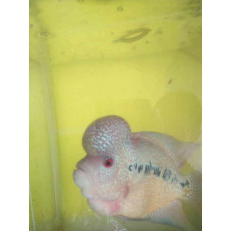 

burayak ikan lohan