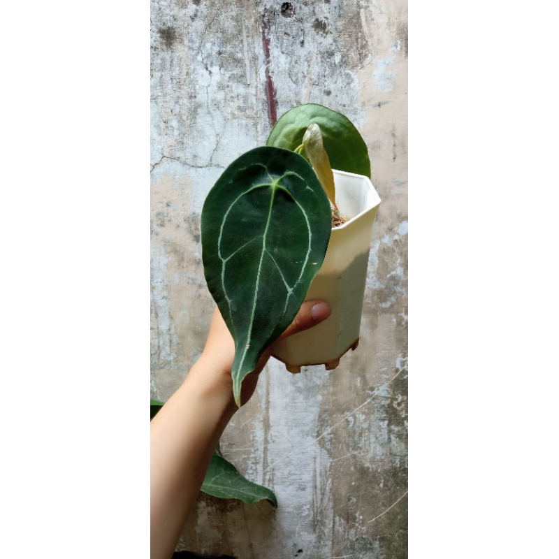 anthurium forgetii original