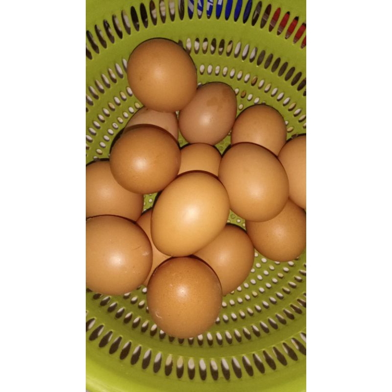 

telur ayam negeri 1kg