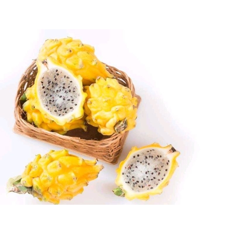 Bibit Buah naga kuning super unggul