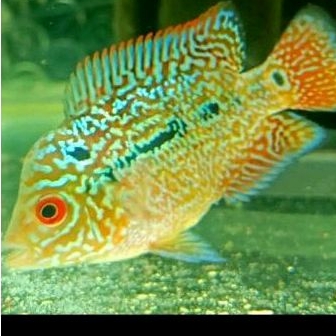 LOUHAN CENCU JANTAN JENONG SIZE 6-7 CM