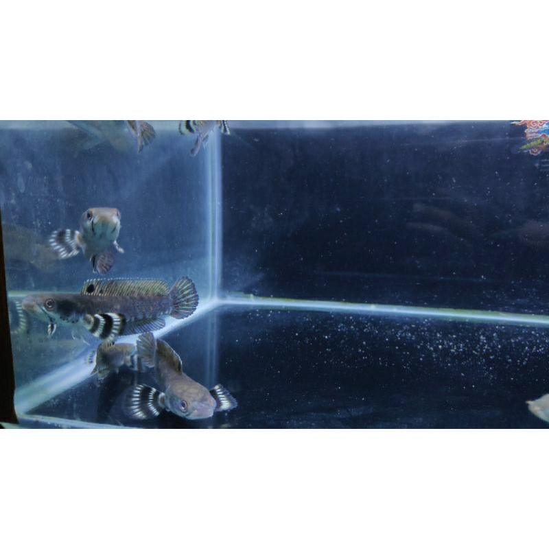 Channa Blue Pulchra 7-9cm