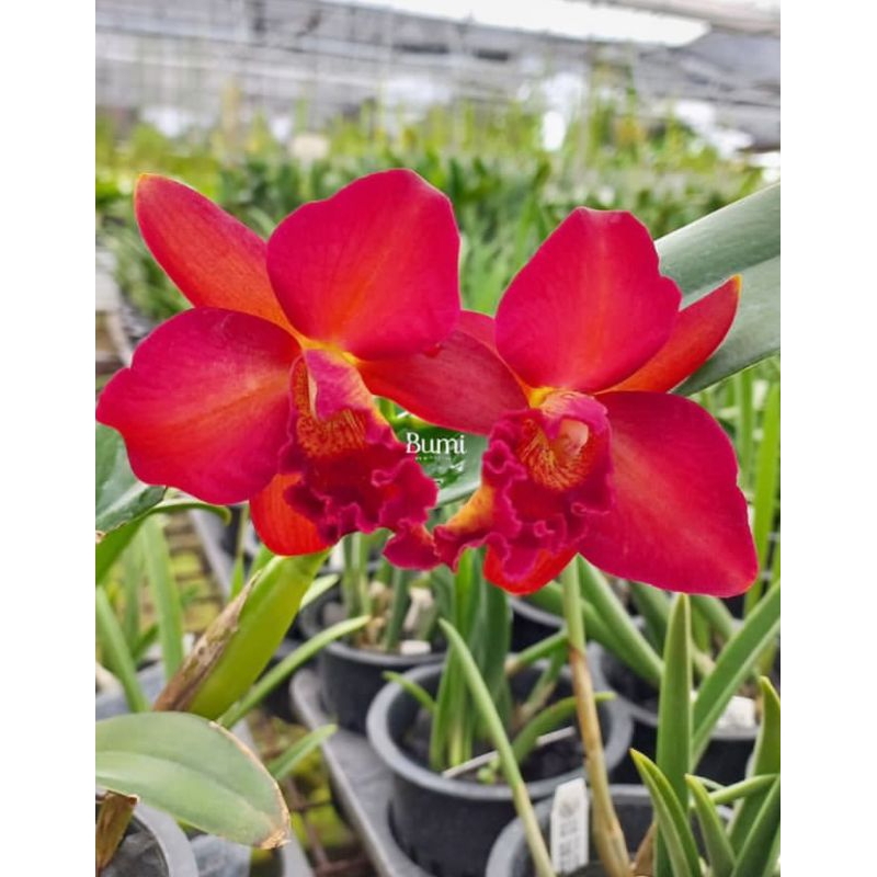 Anggrek cattleya mini doris/Anggrek dendrobium