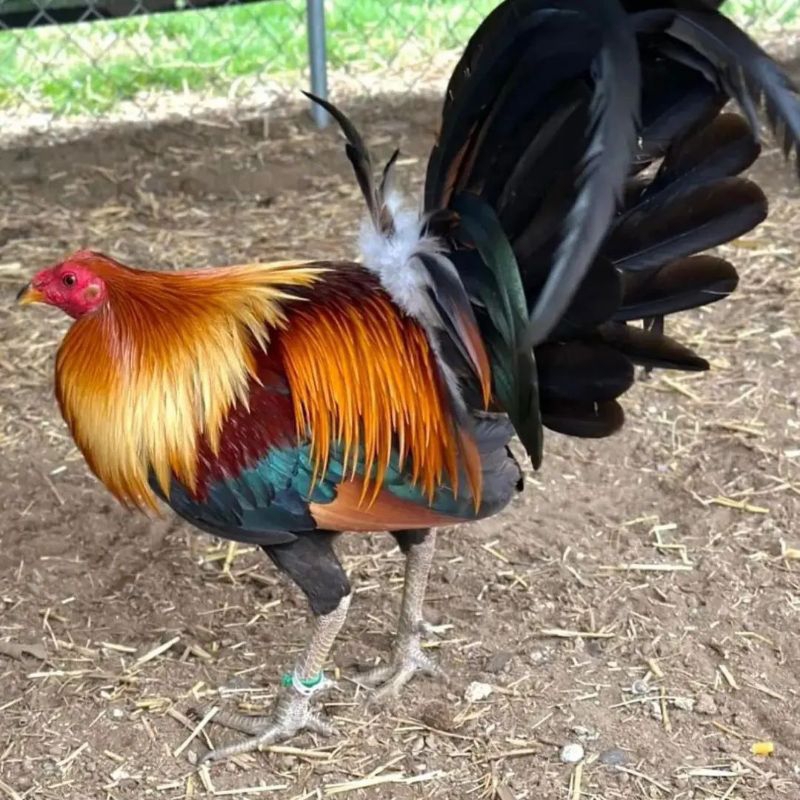 

jual telur ayam pisau x Feru paket 4 butir