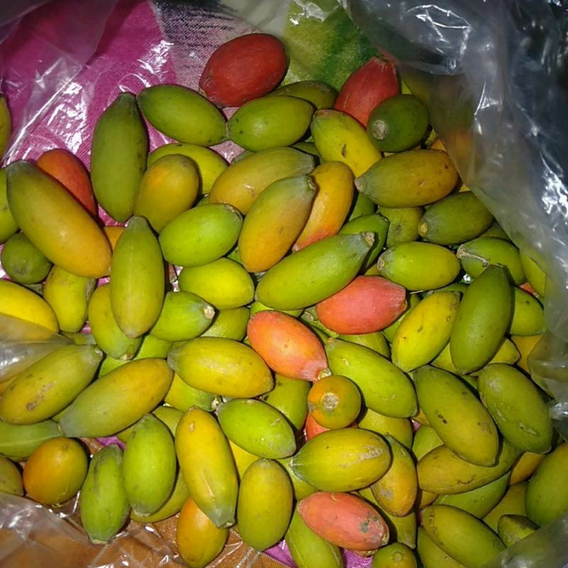 

SAYUR BIJI BELINJO / MELINJO / BLINJO SEGAR