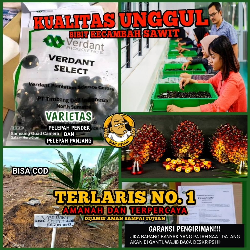 TERLARIS BIBIT POLONG KECAMBAH SAWIT VERDANT SELECT UNGGUL BERSERTIFIKAT BIBIT SAWIT SULTAN VERDANT 
