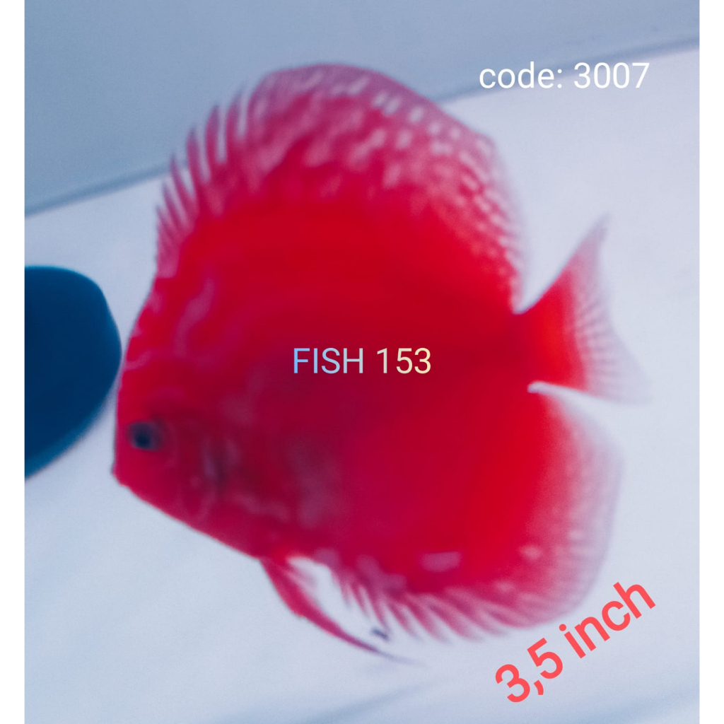 Discus Red Marlboro 3,5" inch code: 3003 3007