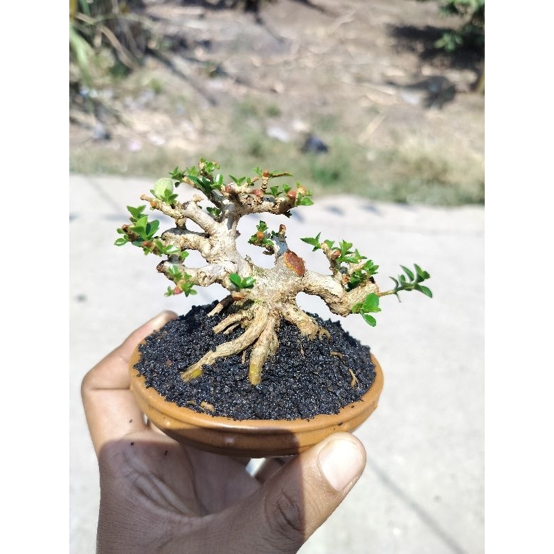 bonsai siap pajang