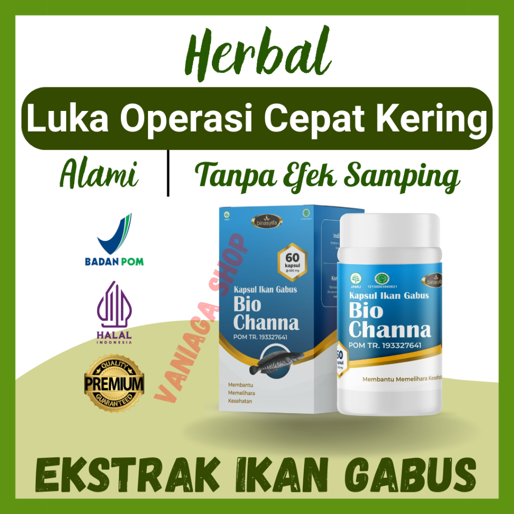 

Kapsul Ekstrak Ikan Gabus Kaya Albumin Obat Pengering Luka Pasca Operasi Cesar Biochanna Bpom Original