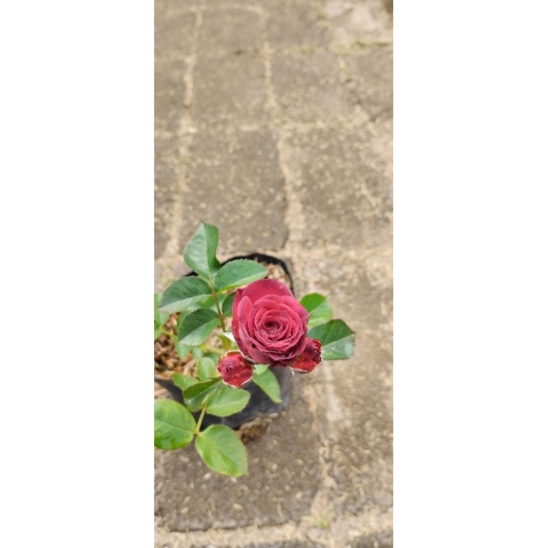 Bunga mawar Import Red Chocolatos