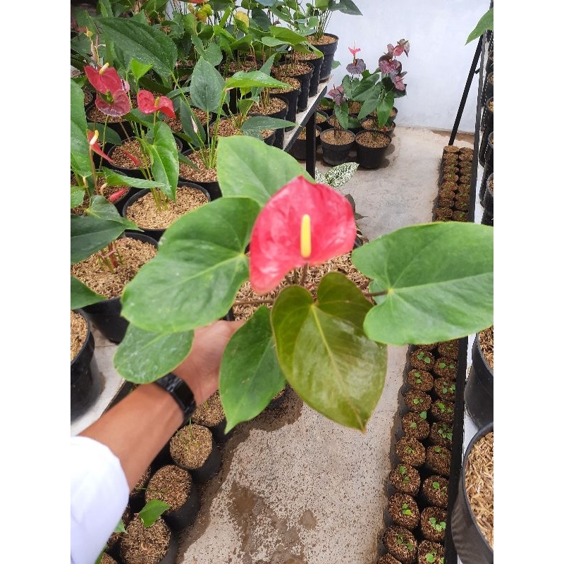 Anthurium Presiden Lipstik