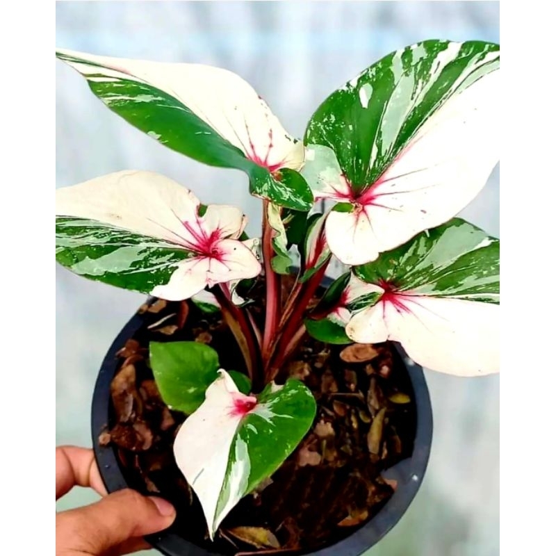 Keladi Hias Thep Aksara Tanaman Hias Keladi Murah Merah BUKAN UMBI / Keladi Merah Bunga Hidup Tanama