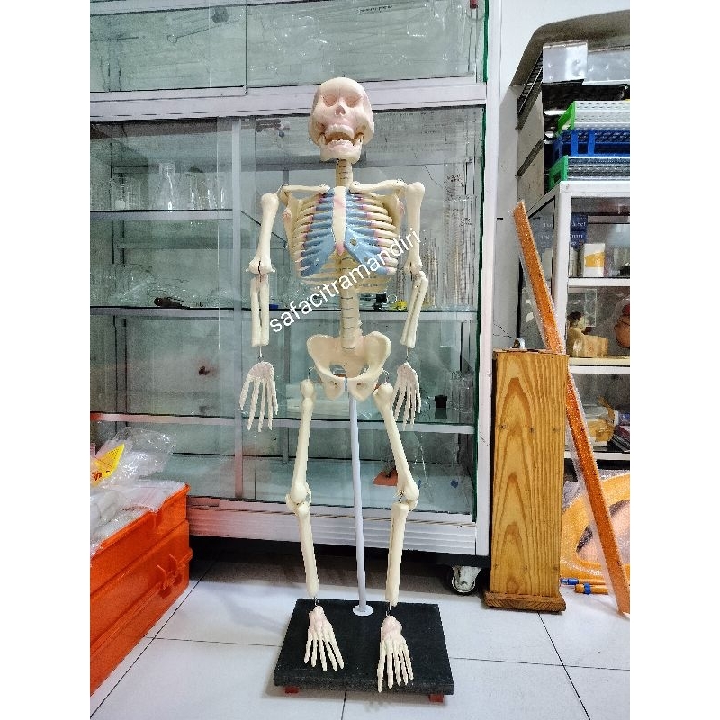 Model Kerangka Tubuh Manusia Mini