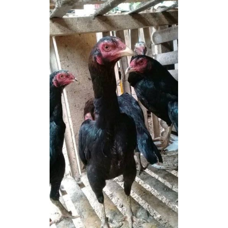 ayam bangkok betina sudah 2x produksi