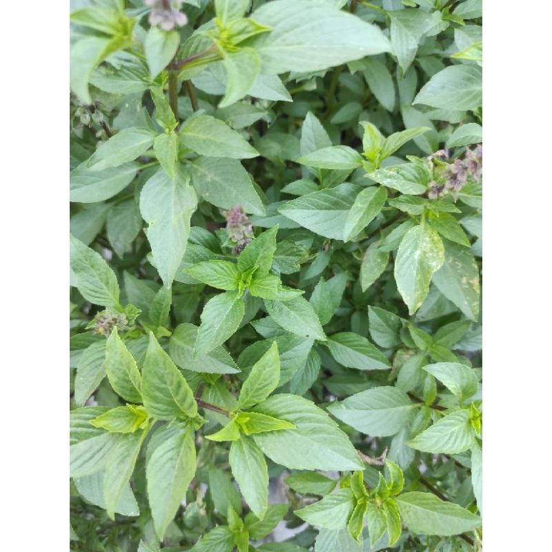 

Thai Basil