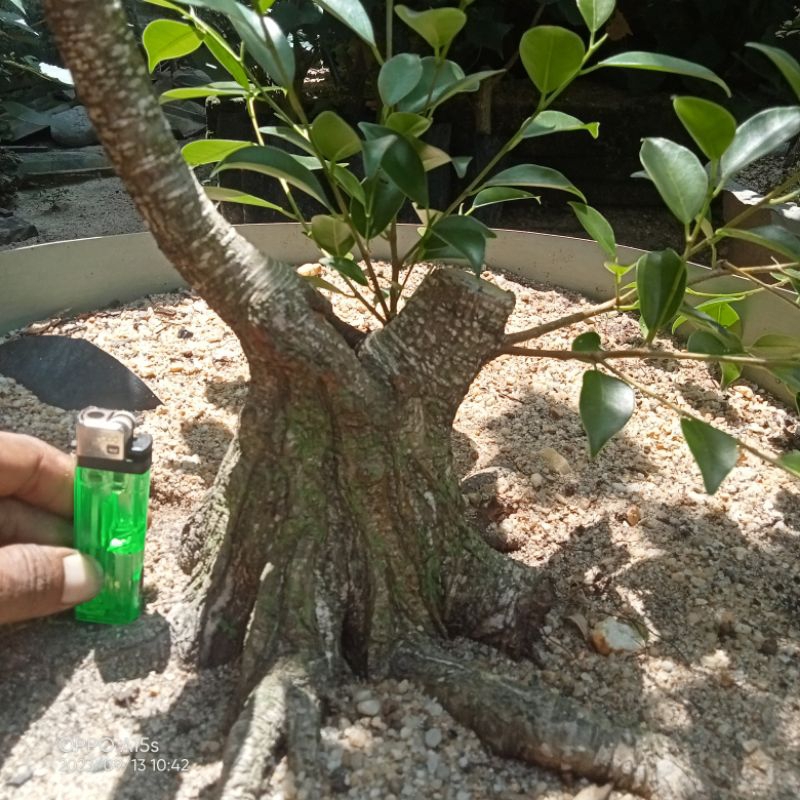 ficus kimeng