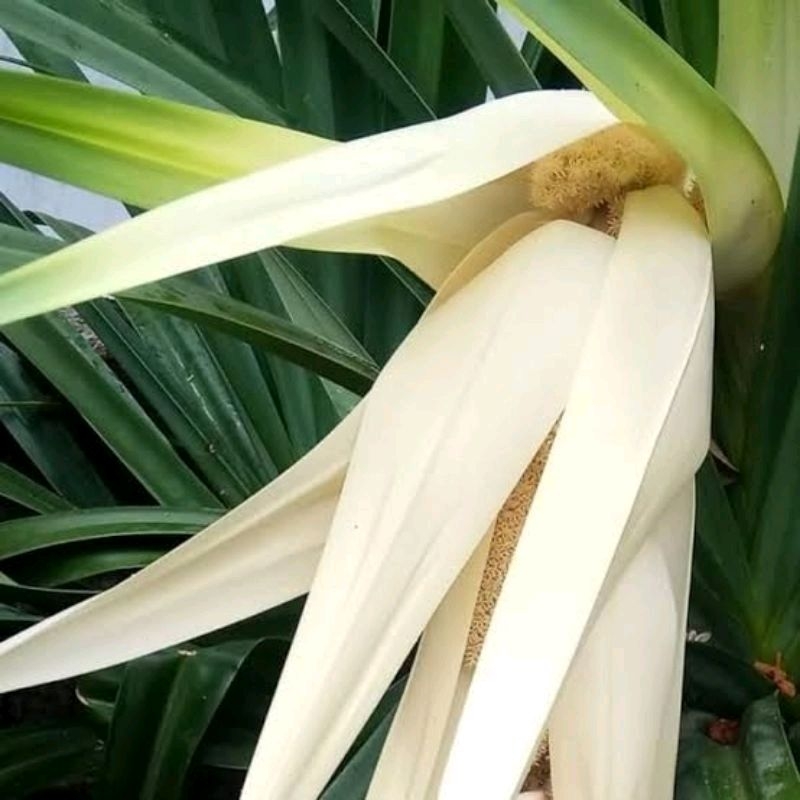 

1pcs bunga pandan duri / bunga pandan laut fresh