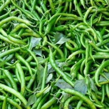 

Cabe Hijau Keriting Segar Berkualitas - 250Gr