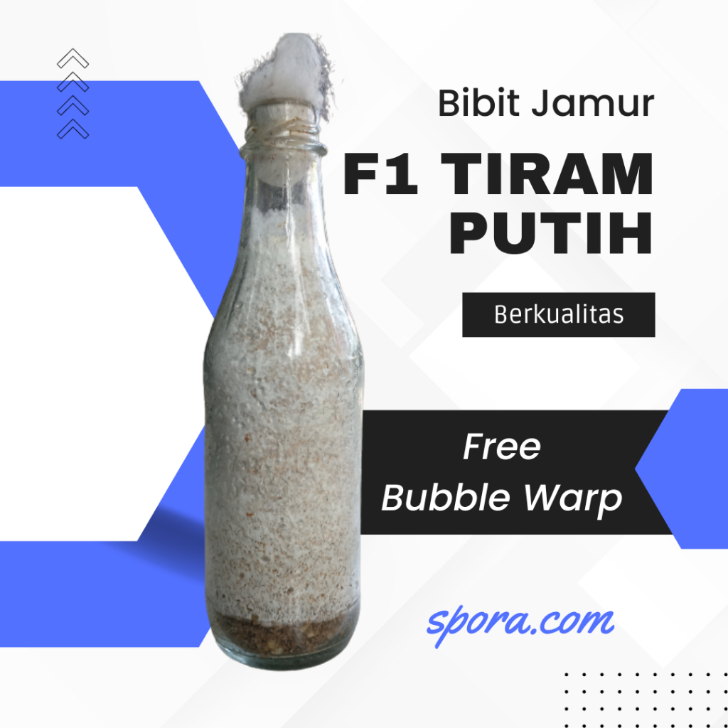 

Bibit Jamur F1 Tiram Putih Berkualitas