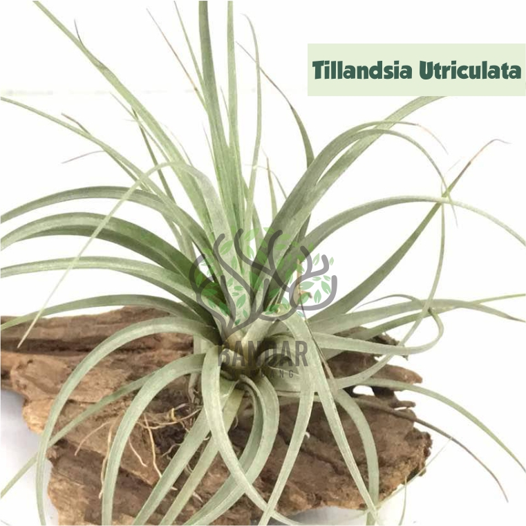Tillandsia Utriculata Dewasa - Tanaman Udara - Tanaman Tanpa Media