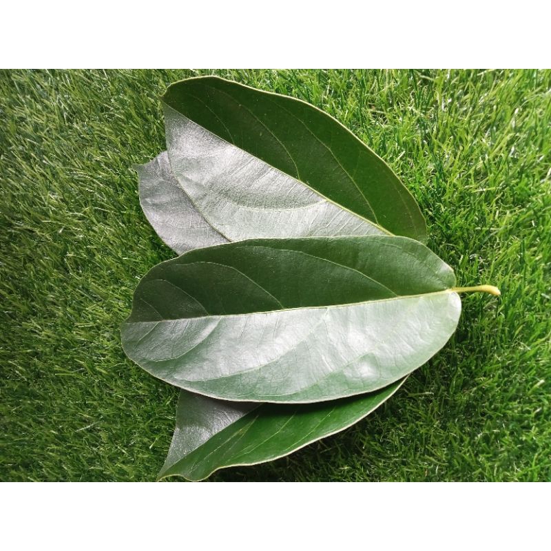 

DAUN CINCAU HIJAU